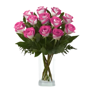 Beauty Anyelir