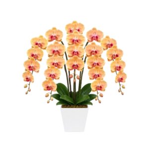 Lunara Anggrek Bulan Orange