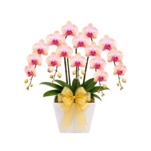 Lunara Anggrek Bulan Pink